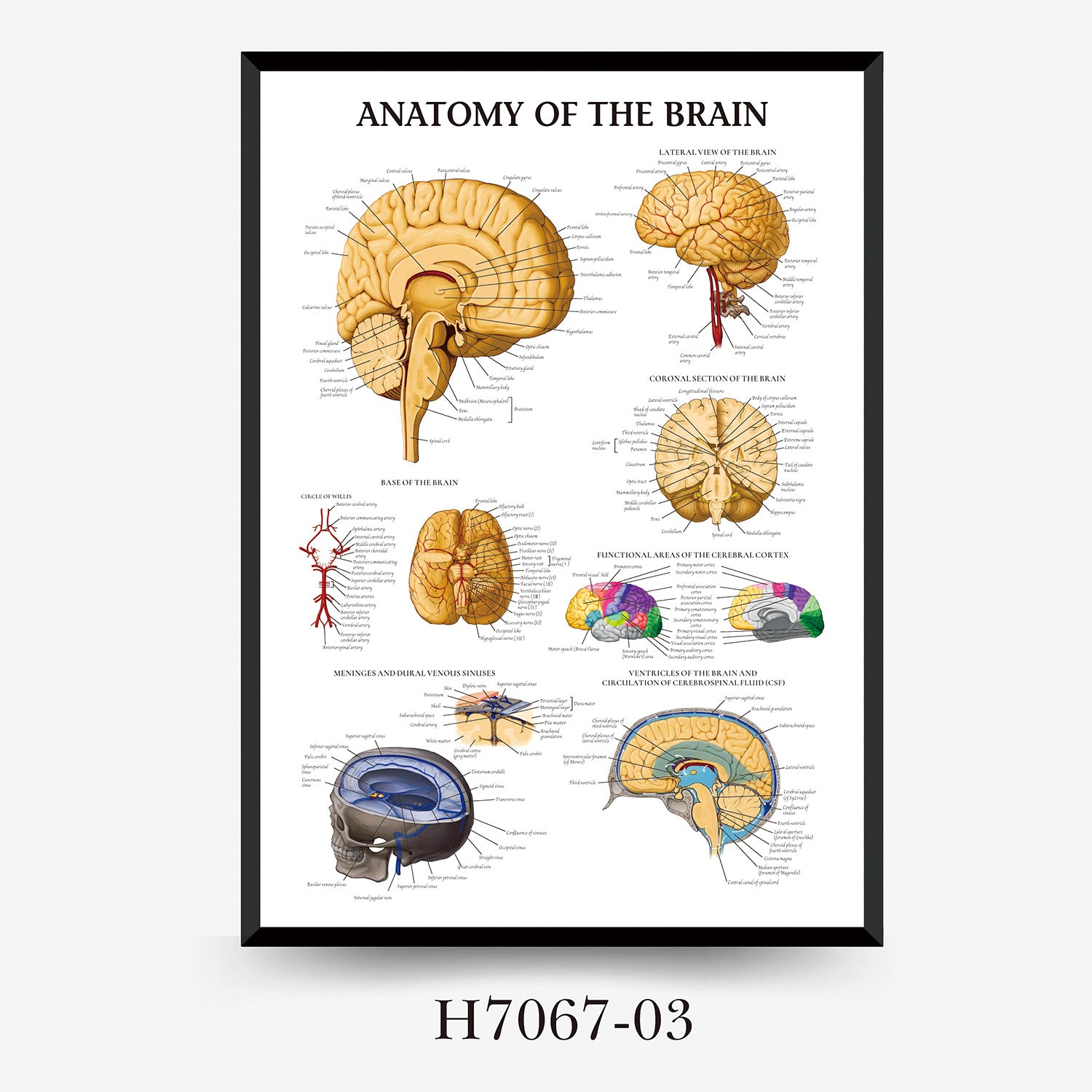 Human Anatomy Muscles Wall Chart