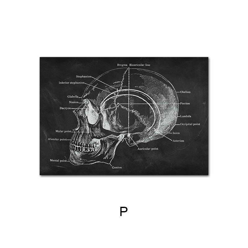 Human Anatomy Skeleton Canvas Painting