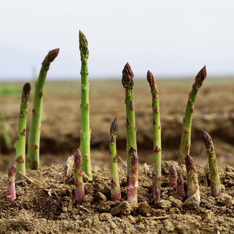 Green Asparagus Seeds | May National Asparagus Month | Four Seasons Home Garden