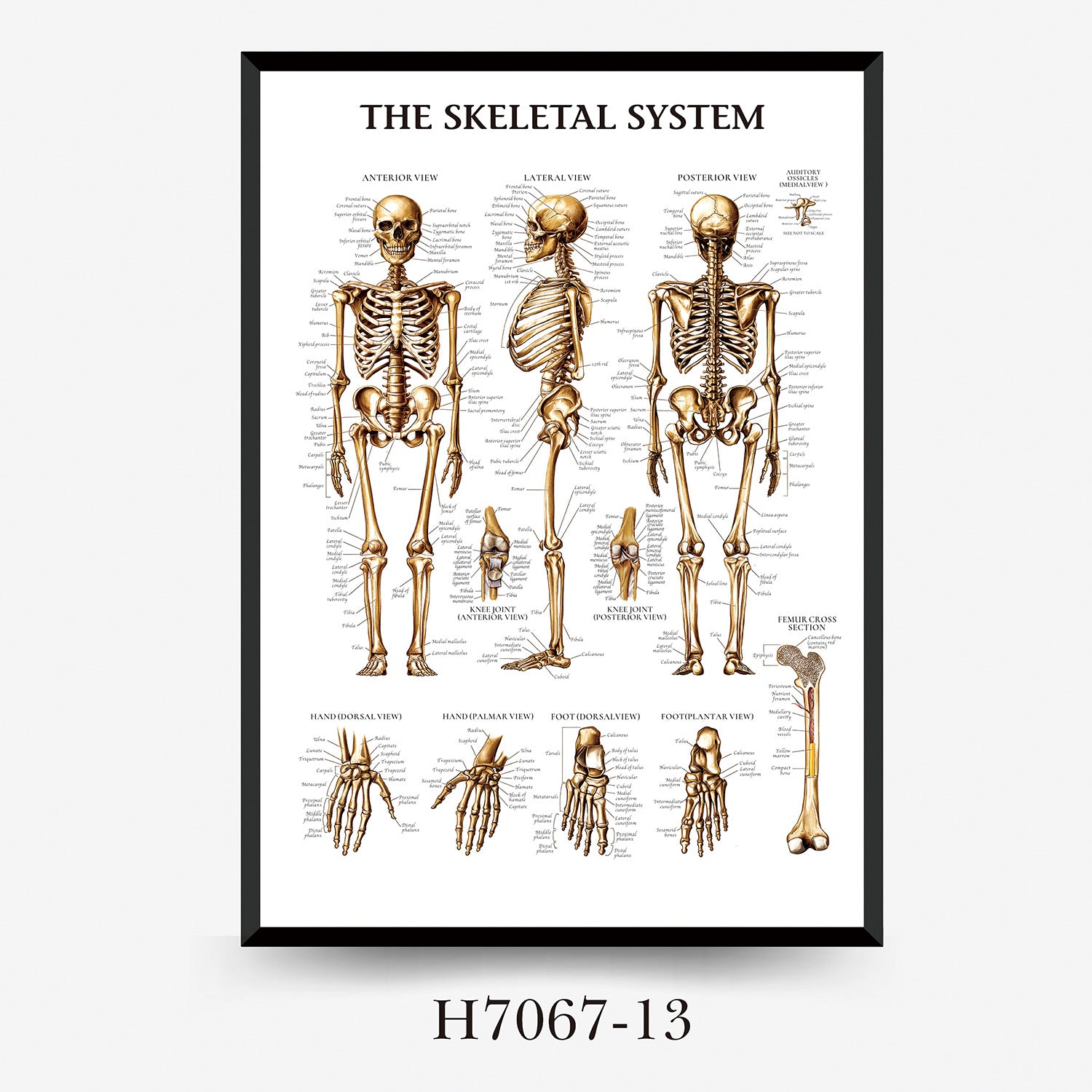 Human Anatomy Muscles Wall Chart