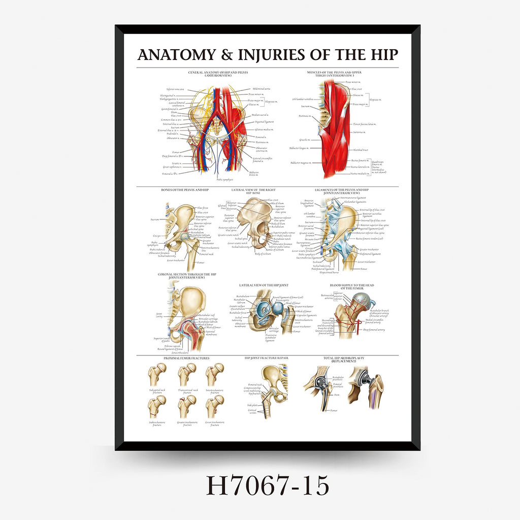 Human Anatomy Muscles Wall Chart