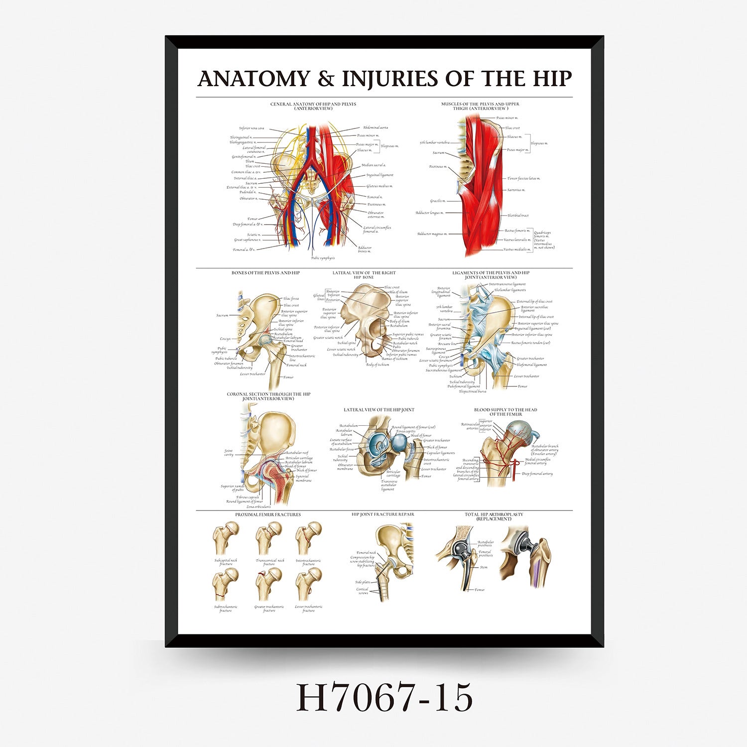 Human Anatomy Muscles Wall Chart