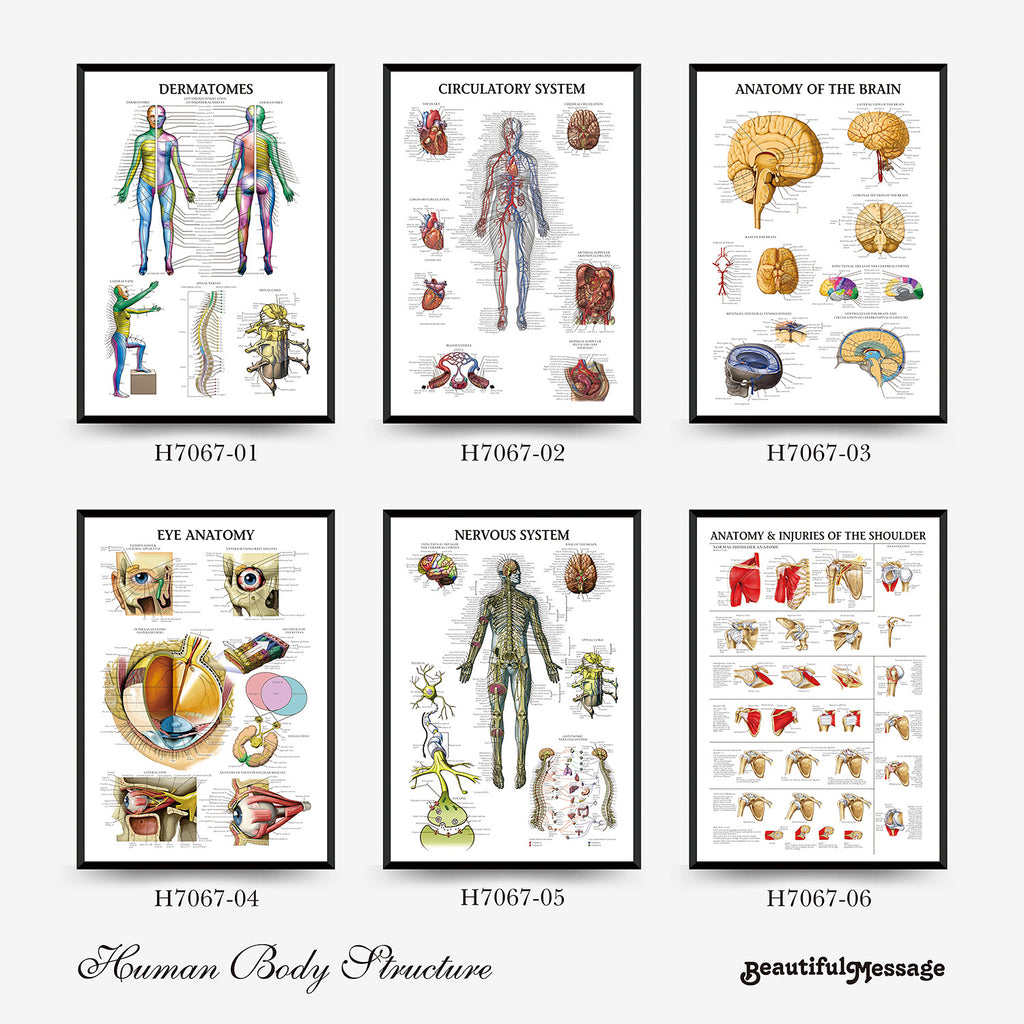 Human Anatomy Muscles Wall Chart