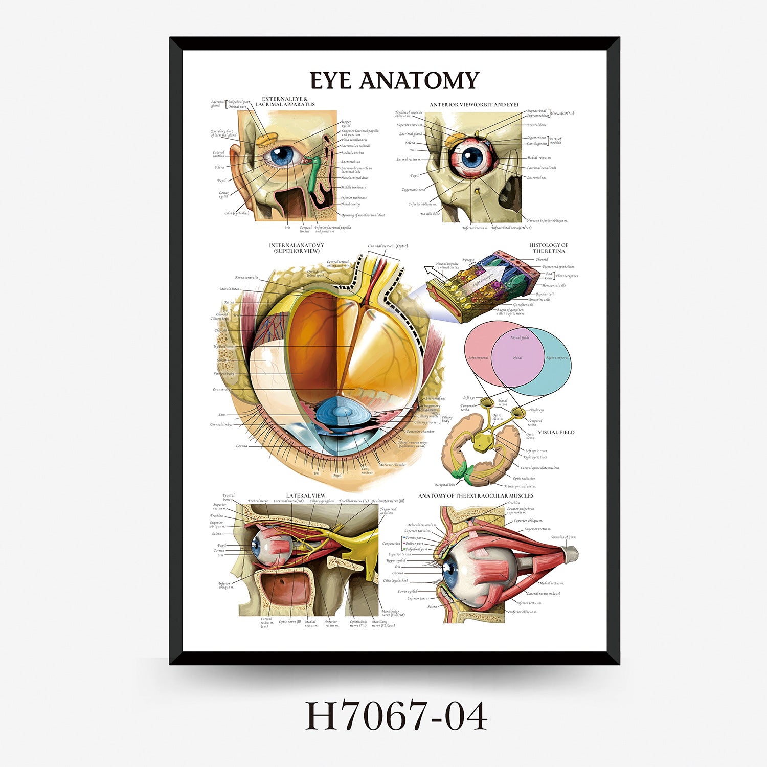 Human Anatomy Muscles Wall Chart