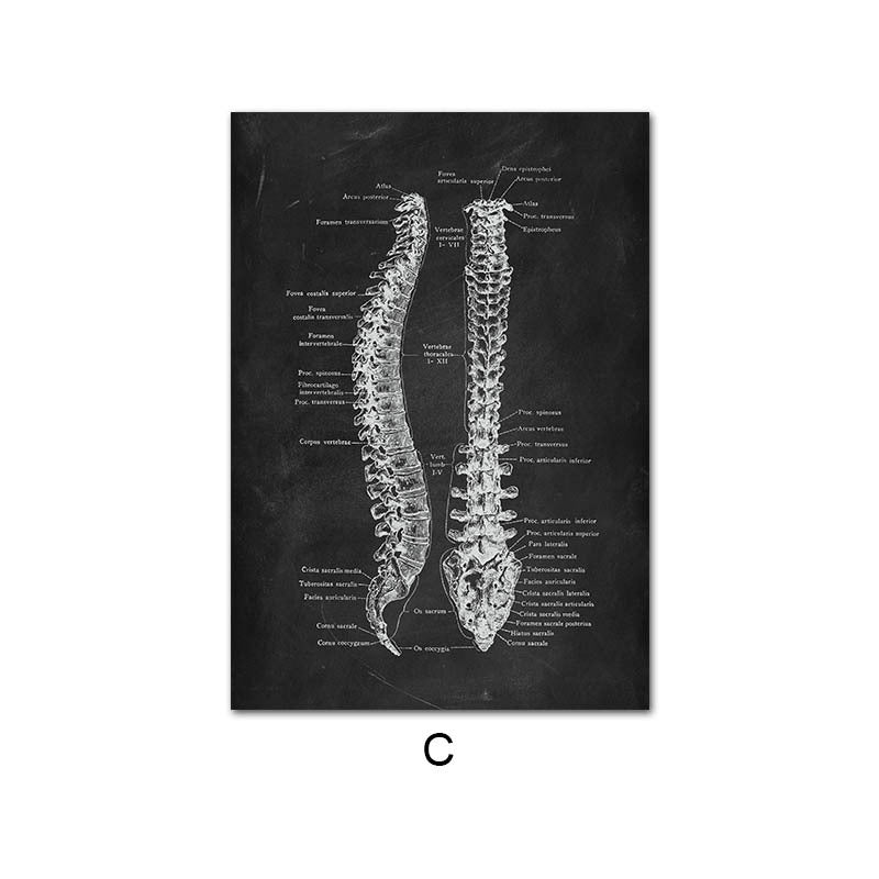 Human Anatomy Skeleton Canvas Painting
