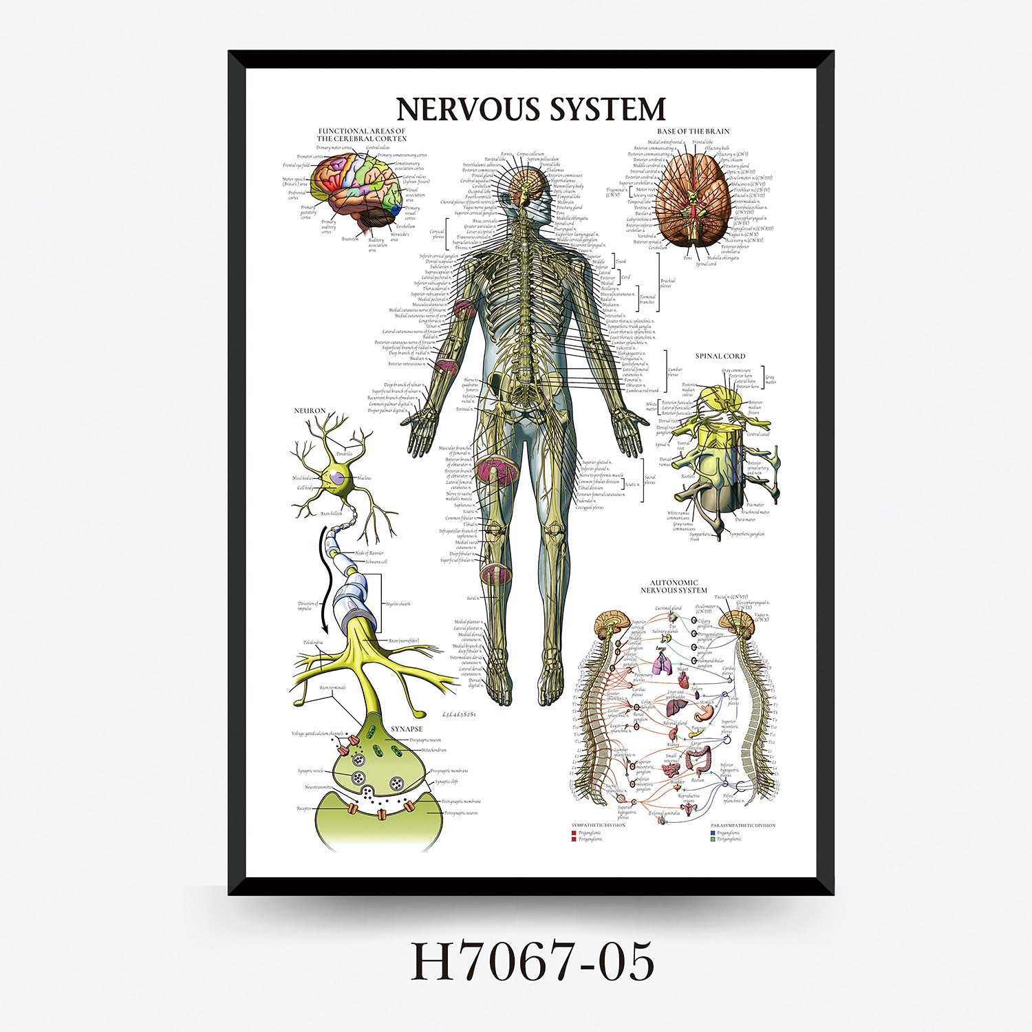 Human Anatomy Muscles Wall Chart