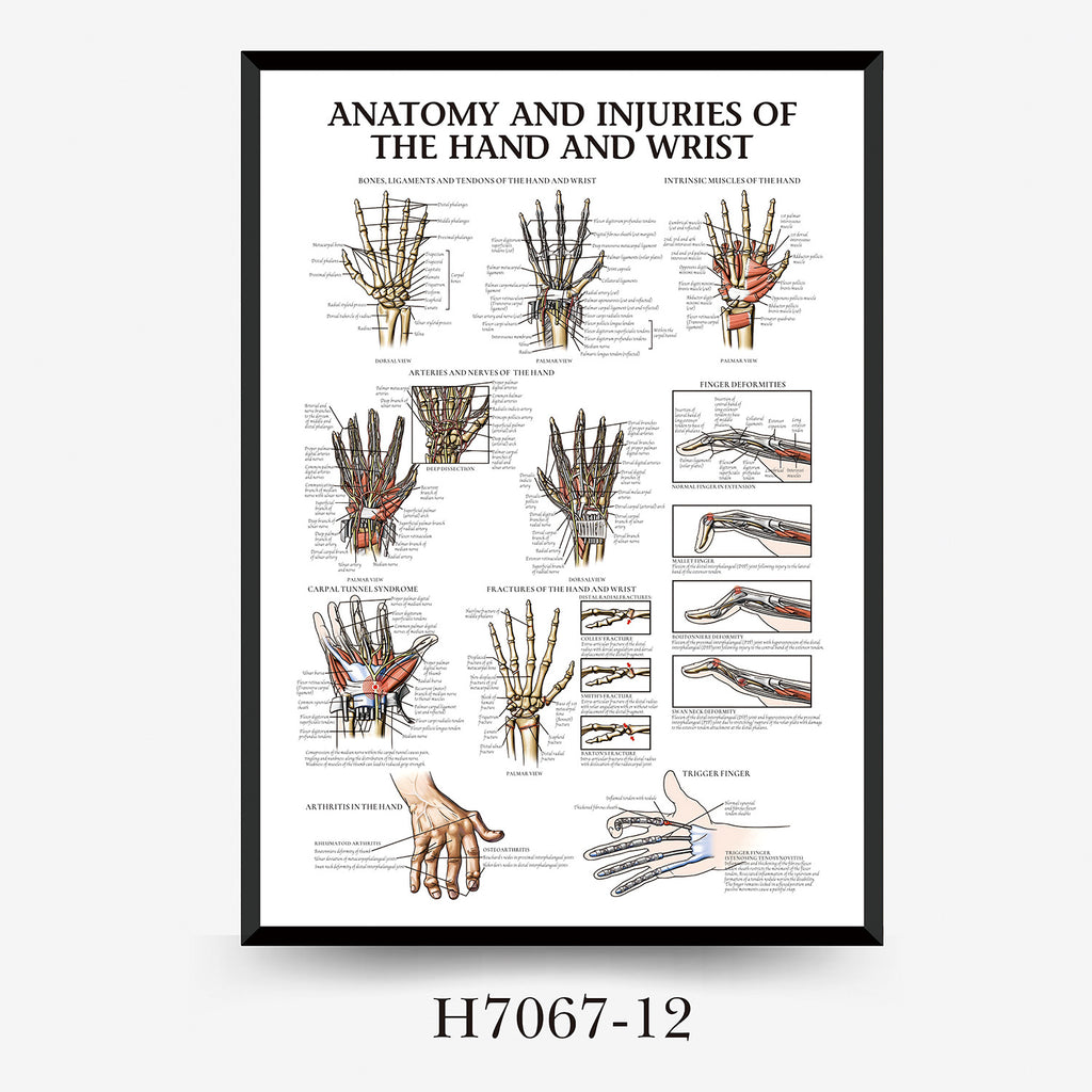 Human Anatomy Muscles Wall Chart