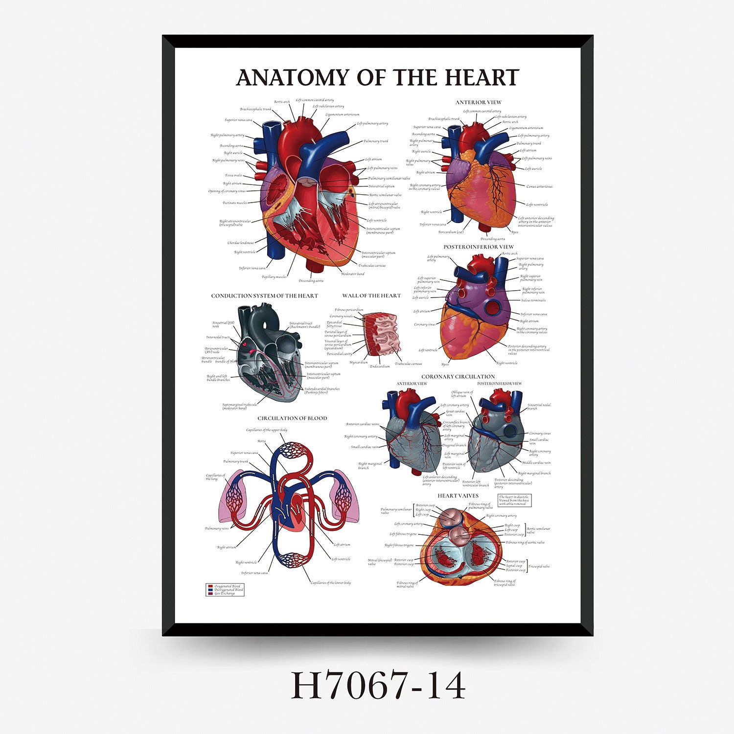 Human Anatomy Muscles Wall Chart