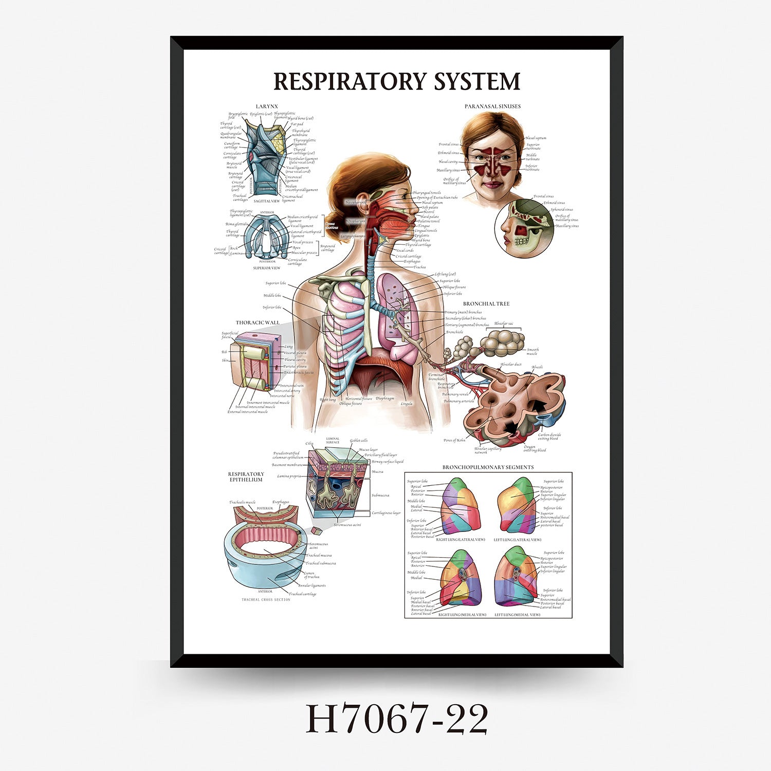 Human Anatomy Muscles Wall Chart