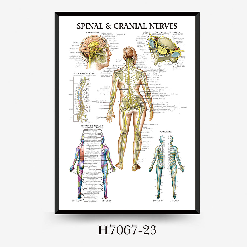 Human Anatomy Muscles Wall Chart