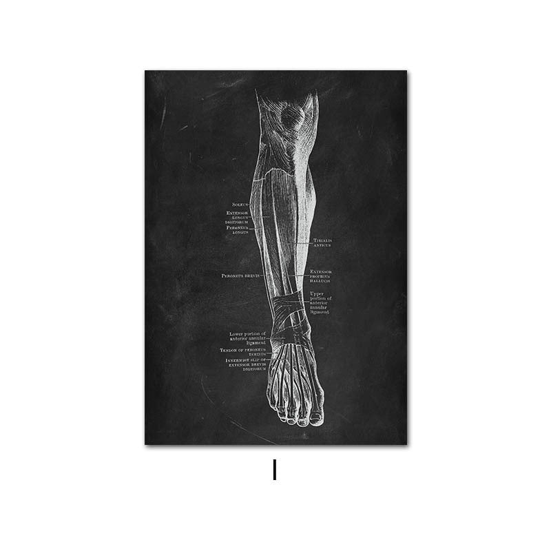 Human Anatomy Skeleton Canvas Painting