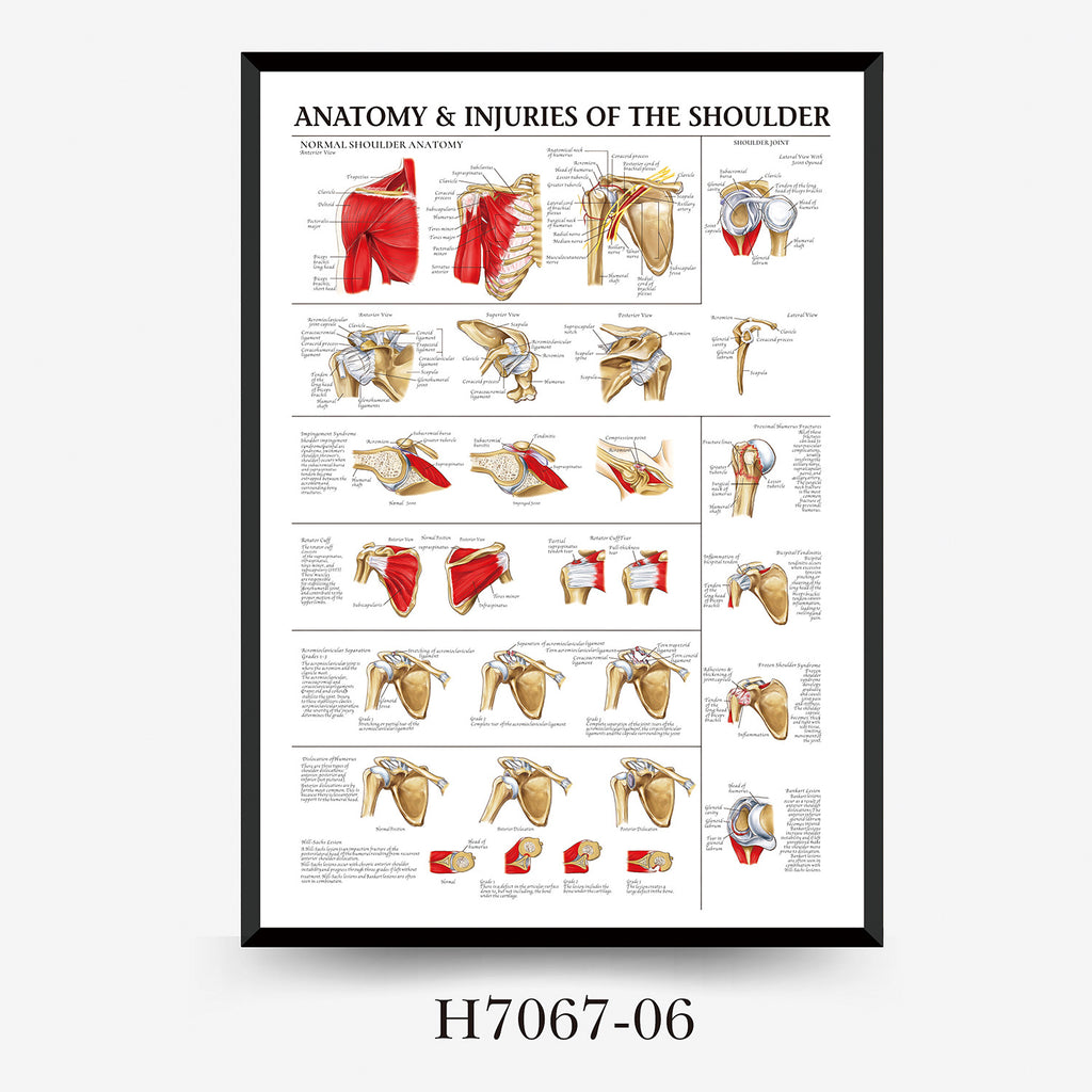 Human Anatomy Muscles Wall Chart