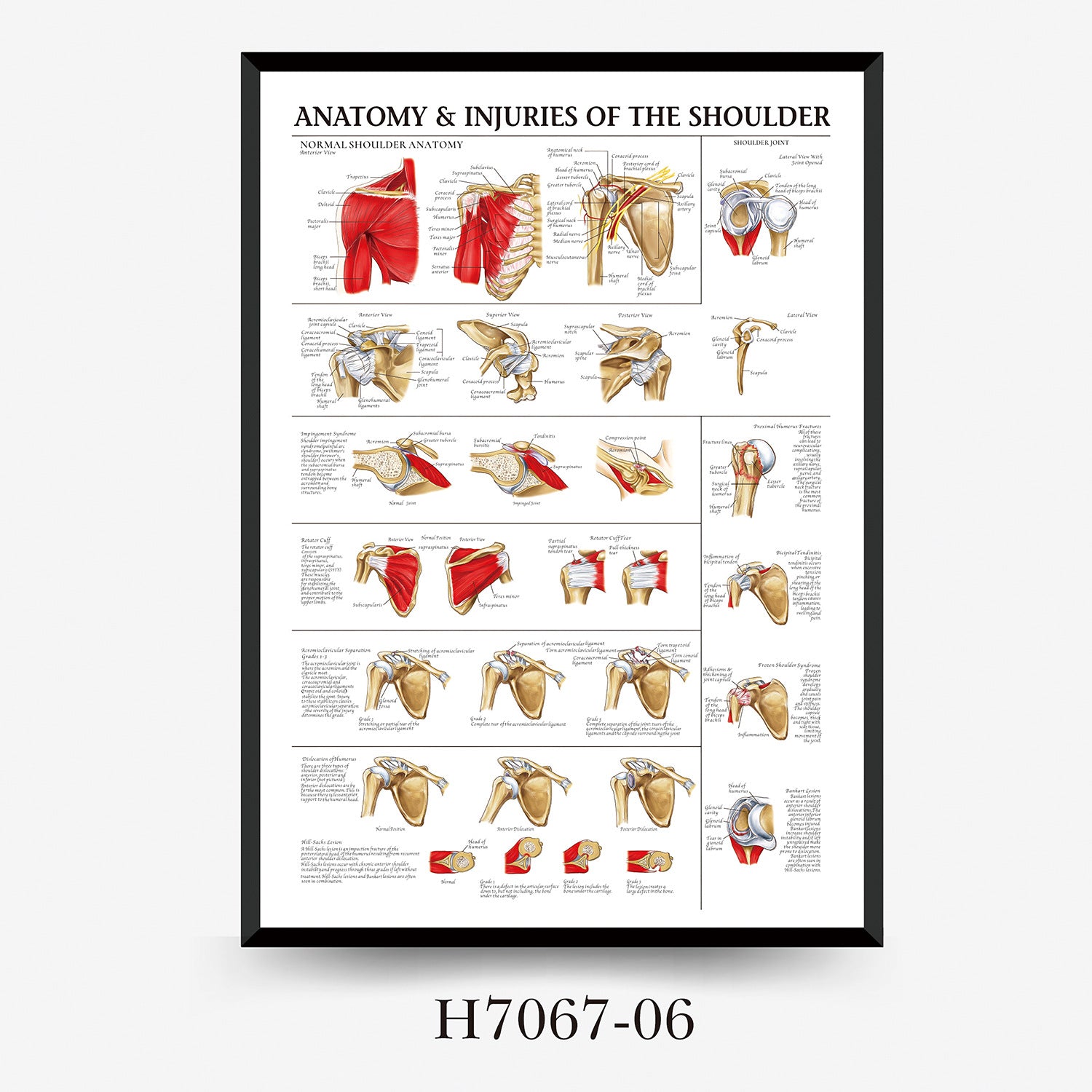 Human Anatomy Muscles Wall Chart