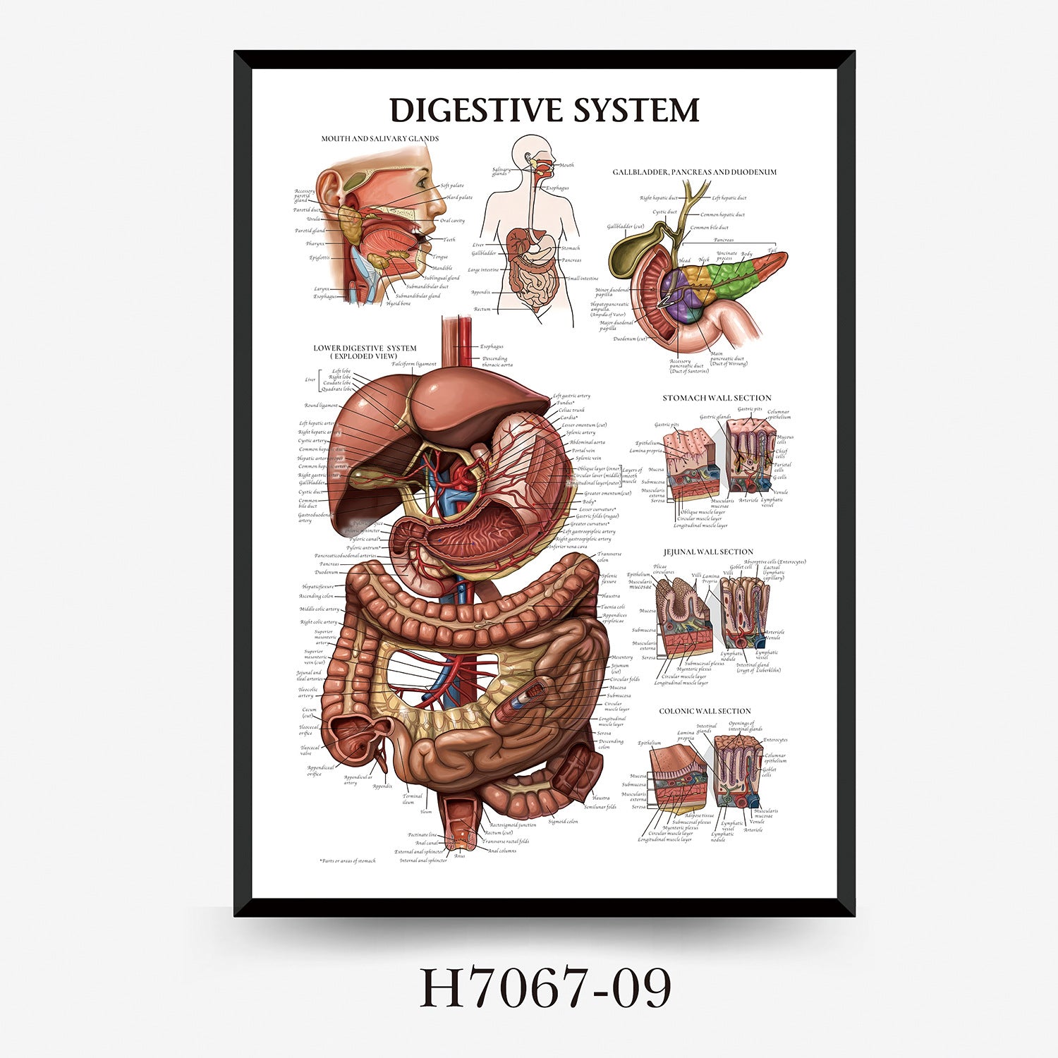 Human Anatomy Muscles Wall Chart