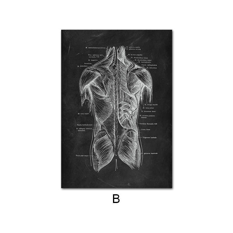 Human Anatomy Skeleton Canvas Painting