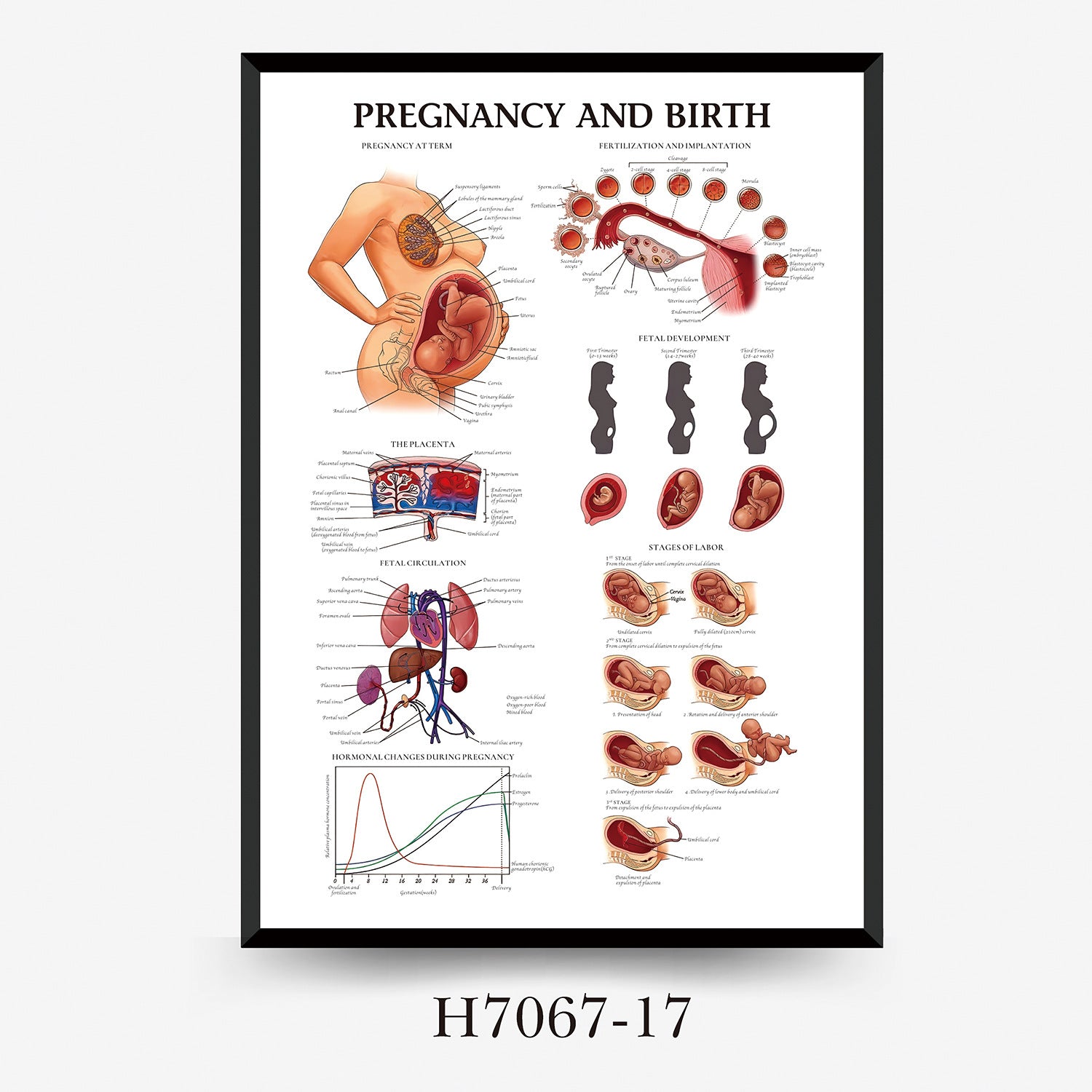 Human Anatomy Muscles Wall Chart
