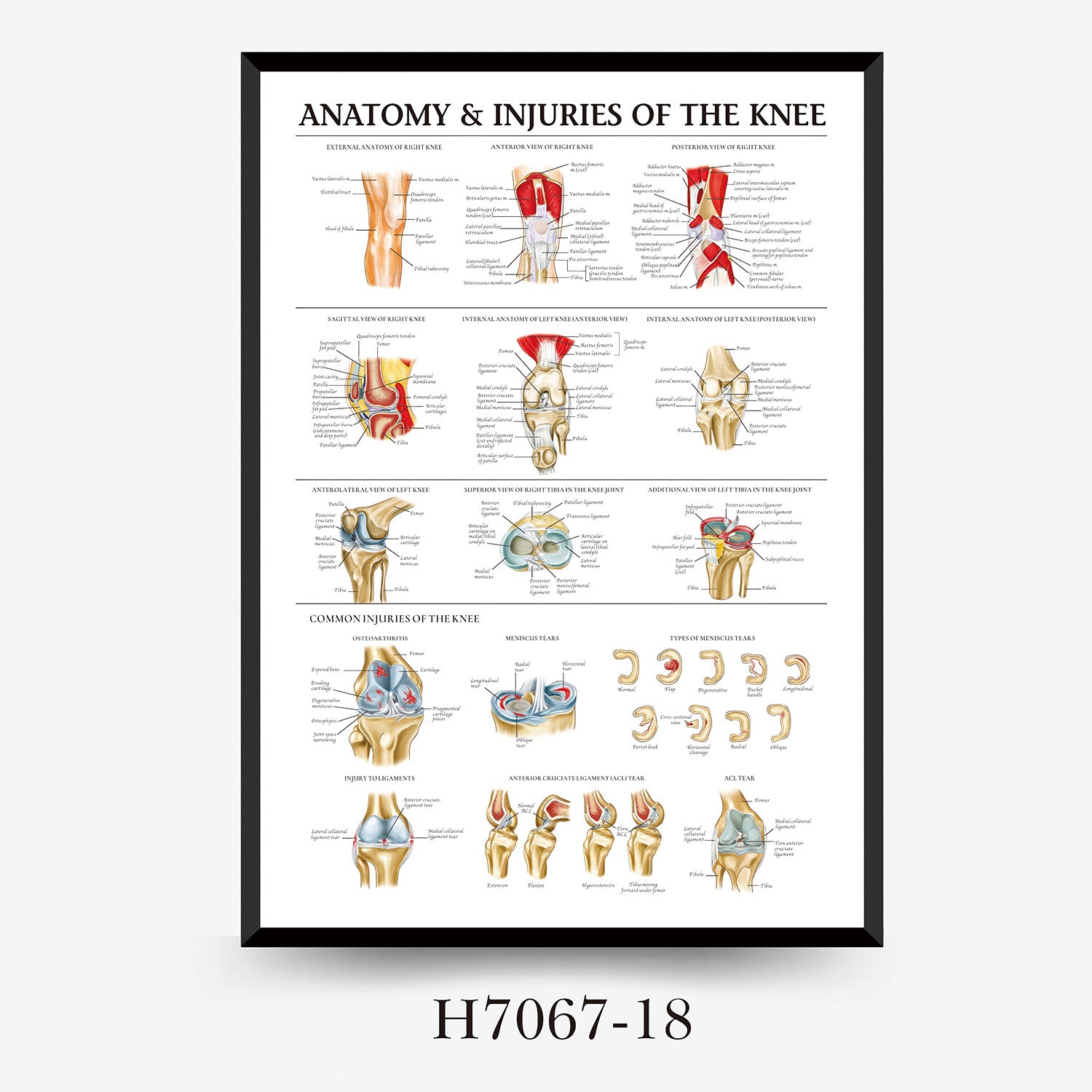 Human Anatomy Muscles Wall Chart