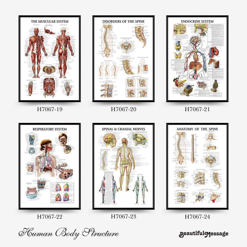 Human Anatomy Muscles Wall Chart