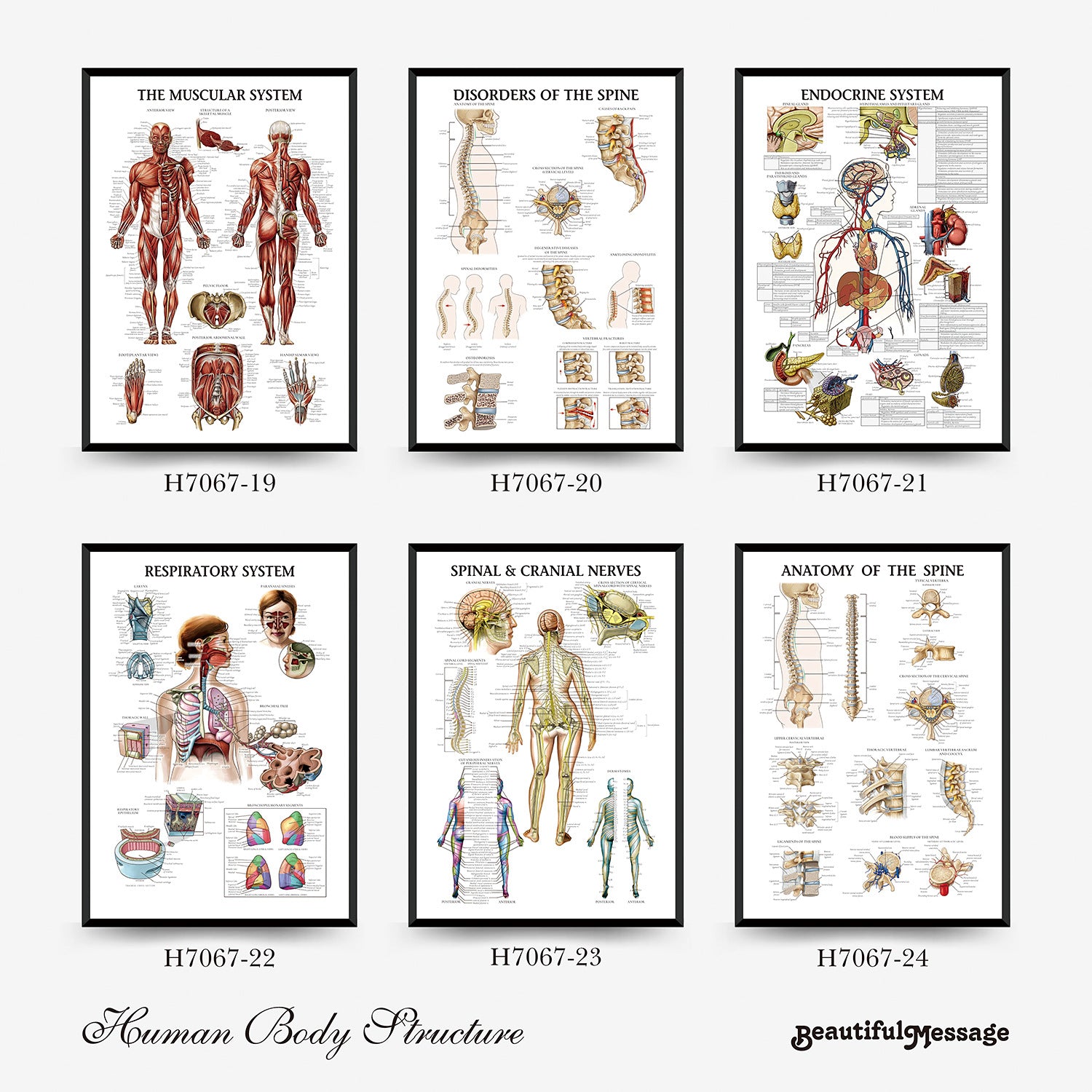 Human Anatomy Muscles Wall Chart
