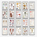 Human Anatomy Muscles Wall Chart