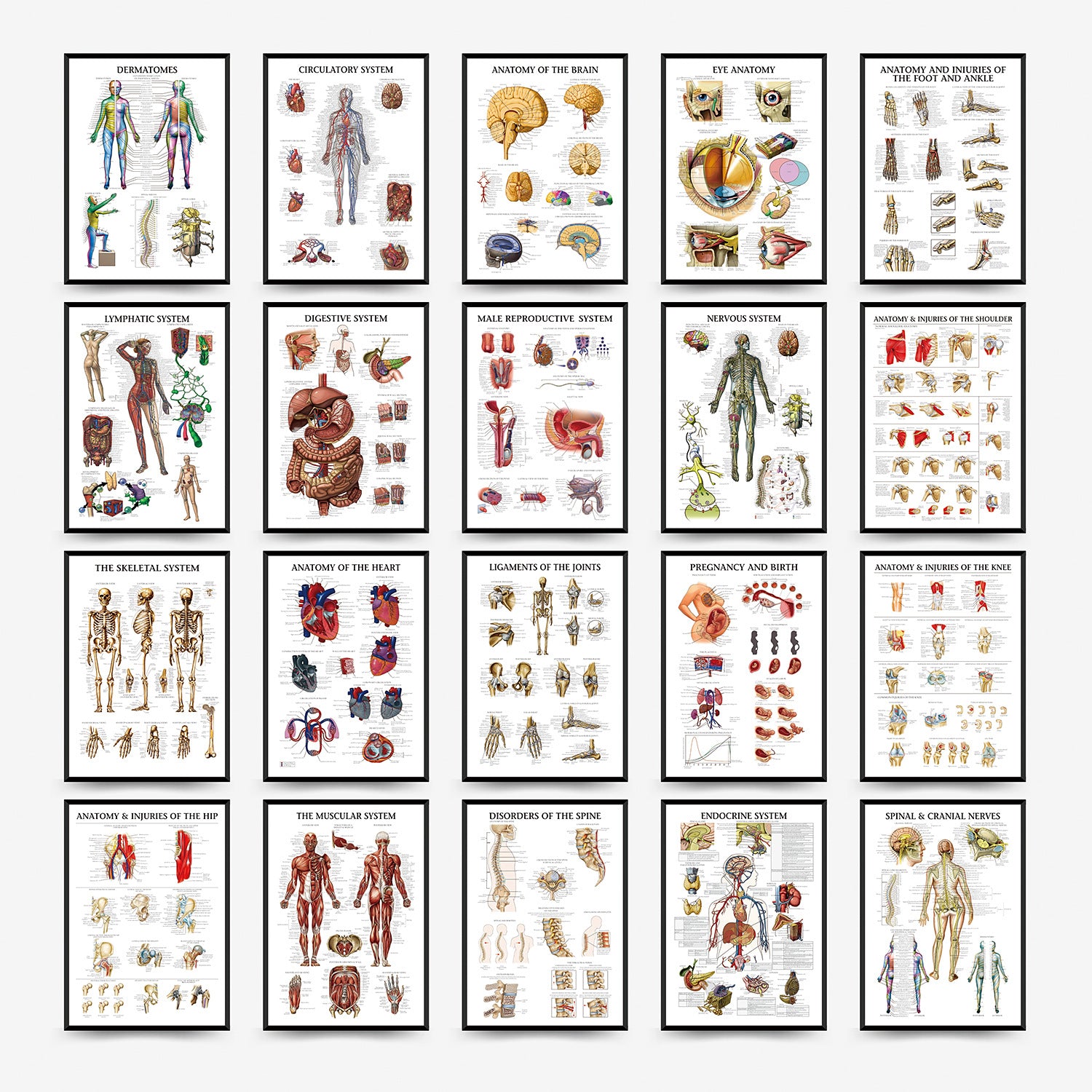 Human Anatomy Muscles Wall Chart