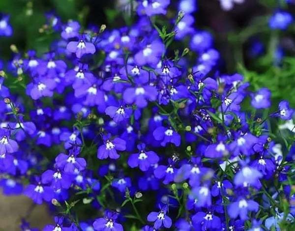 Thyme Seeds 500 Pack | Edible Herb Garden Seeds | 8 Varieties | May Planting Season