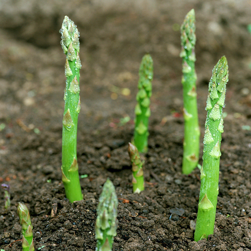 Green Asparagus Seeds | May National Asparagus Month | Four Seasons Home Garden