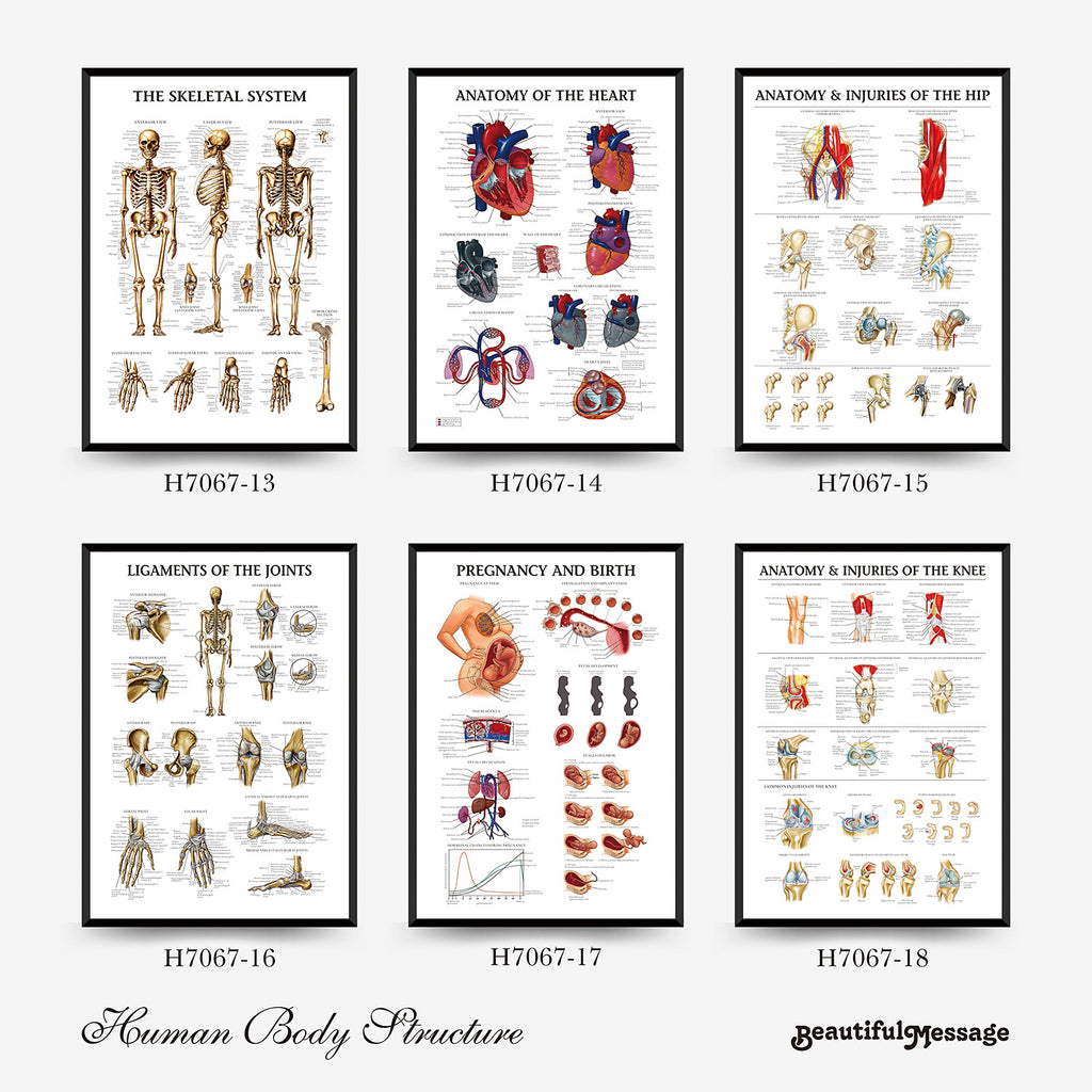 Human Anatomy Muscles Wall Chart