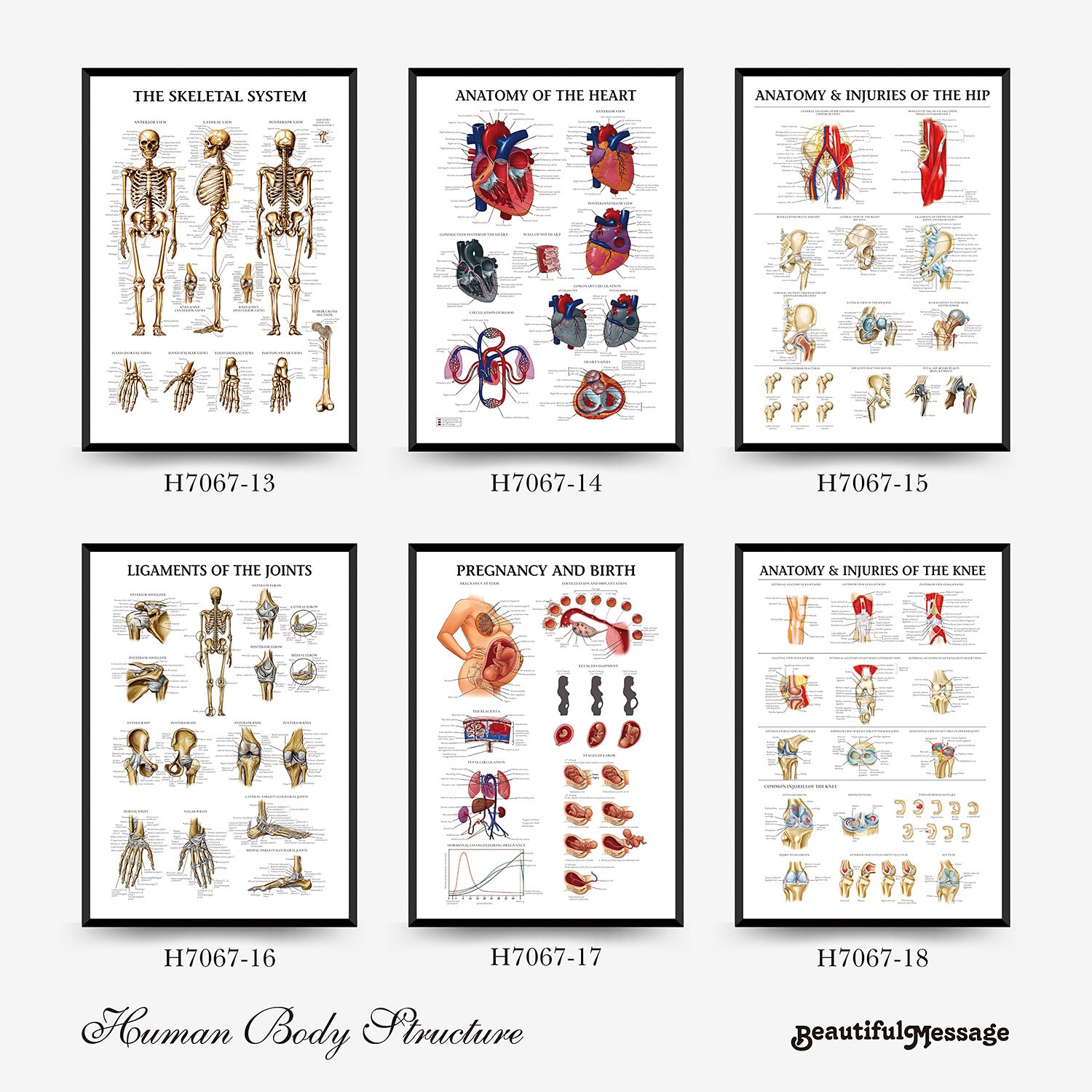 Human Anatomy Muscles Wall Chart