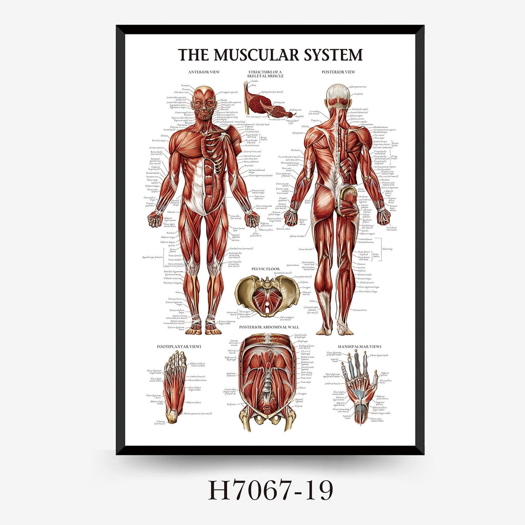 Human Anatomy Muscles Wall Chart