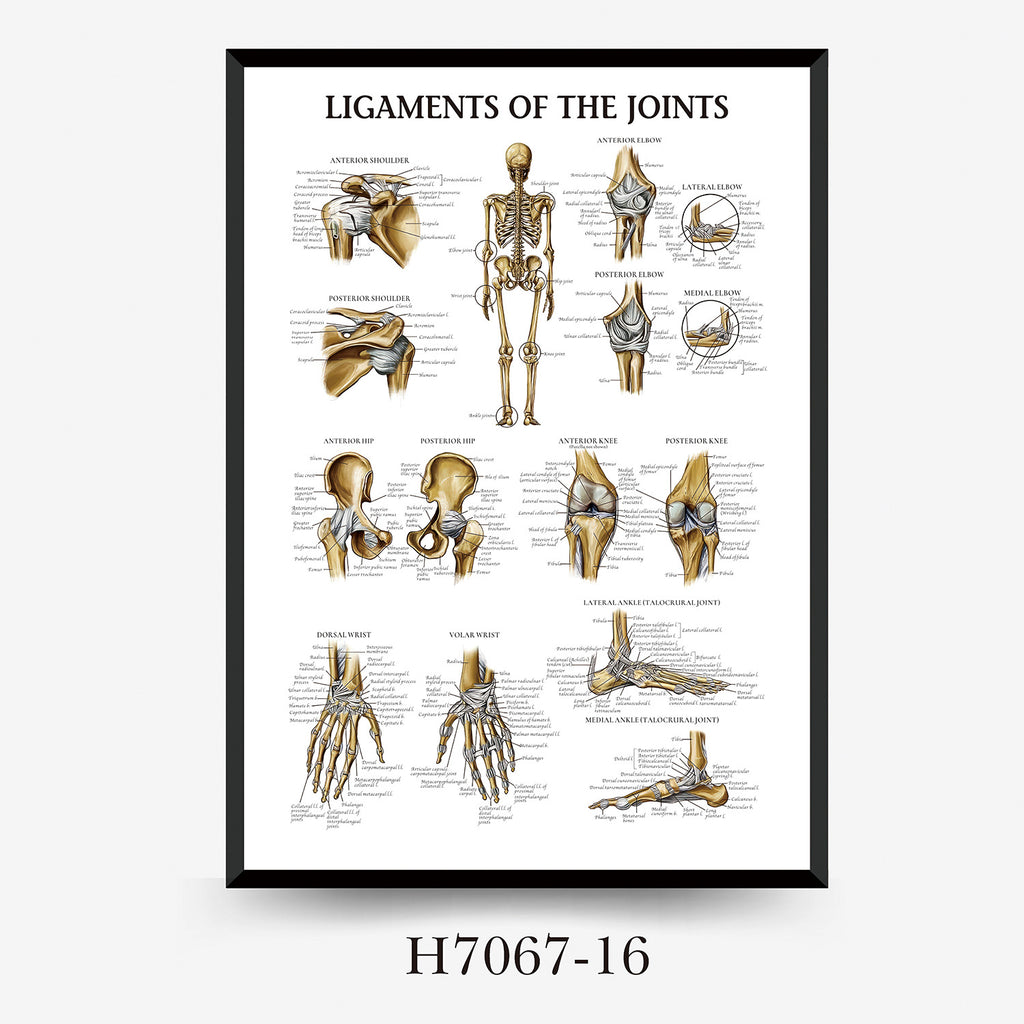 Human Anatomy Muscles Wall Chart