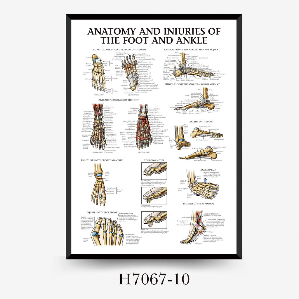 Human Anatomy Muscles Wall Chart