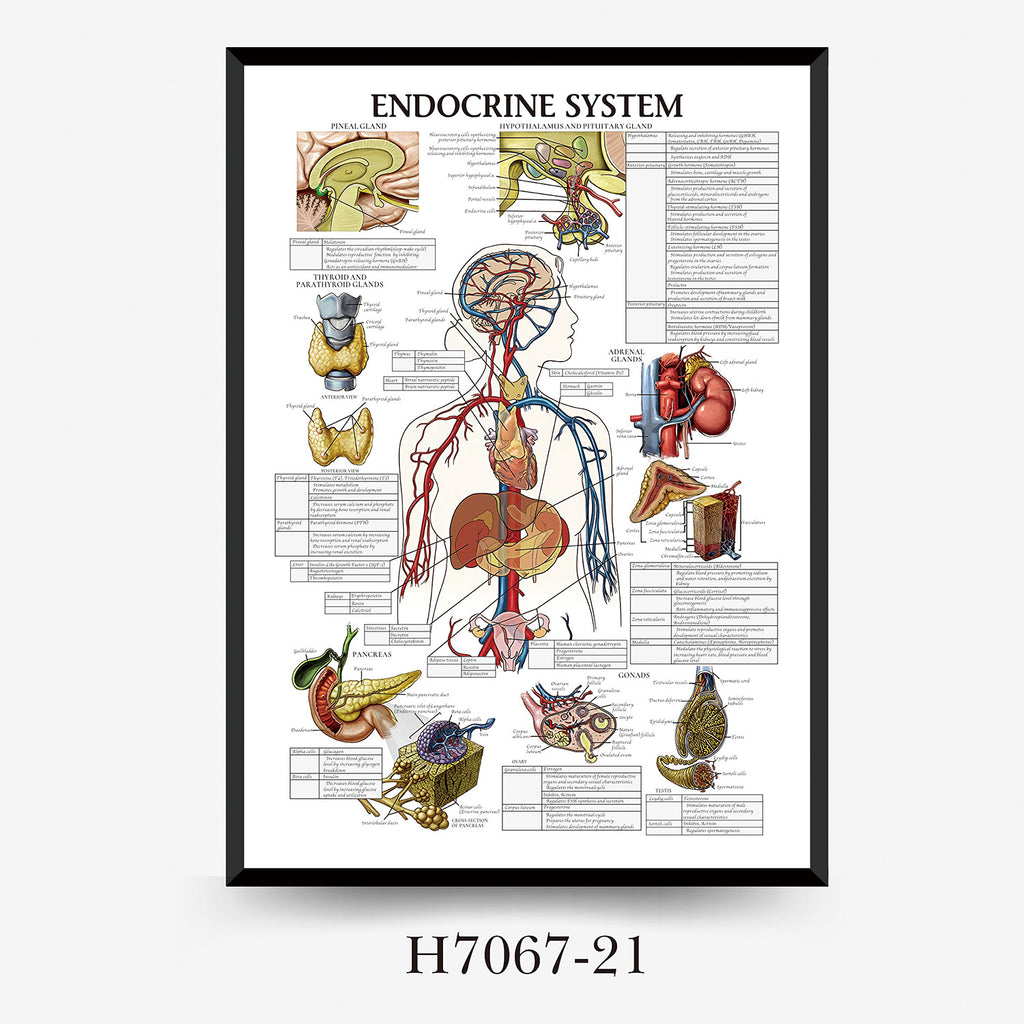 Human Anatomy Muscles Wall Chart