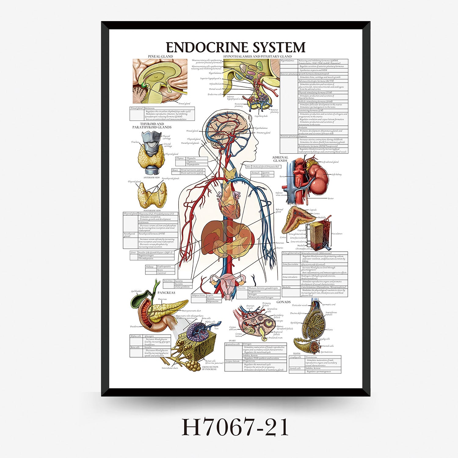 Human Anatomy Muscles Wall Chart