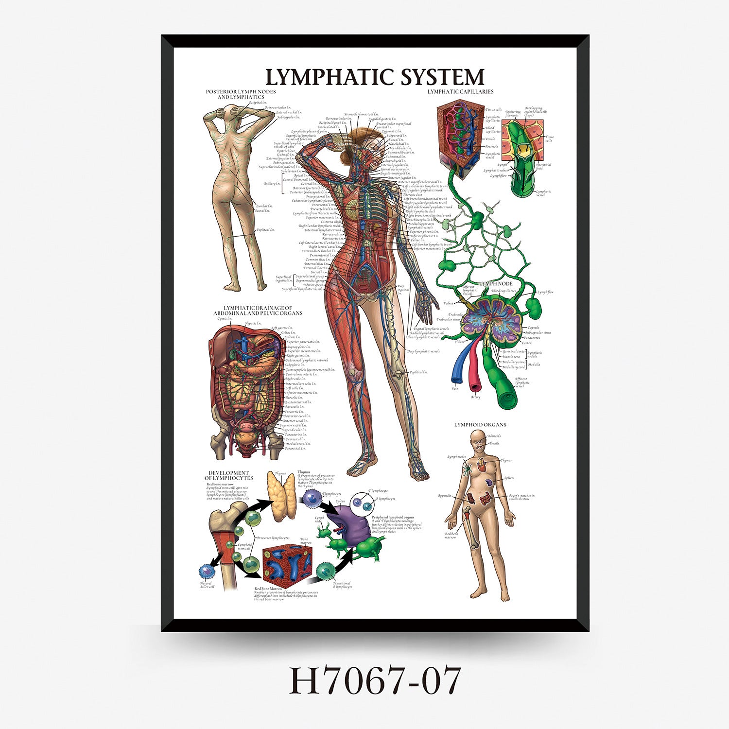 Human Anatomy Muscles Wall Chart