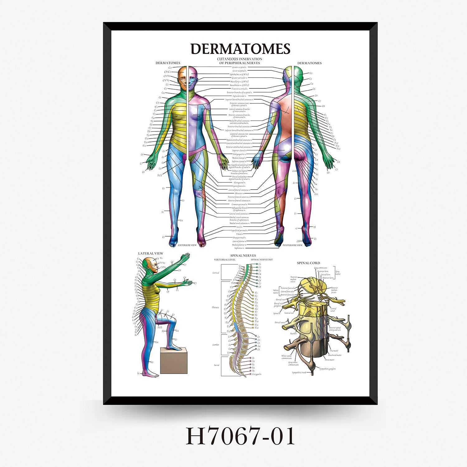 Human Anatomy Muscles Wall Chart
