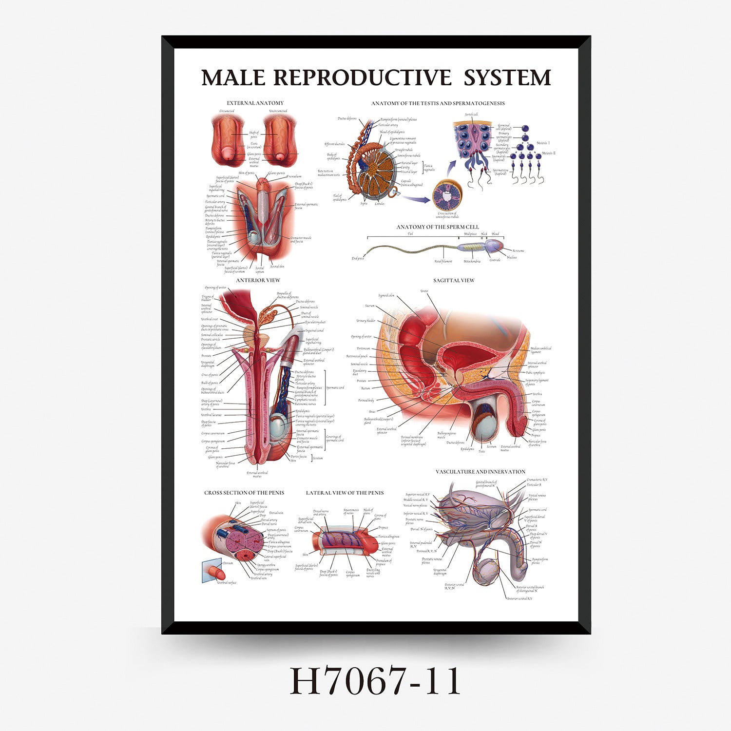 Human Anatomy Muscles Wall Chart