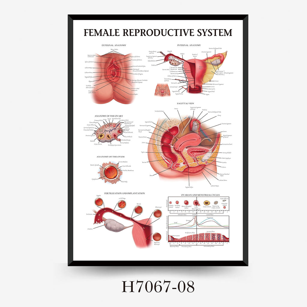Human Anatomy Muscles Wall Chart