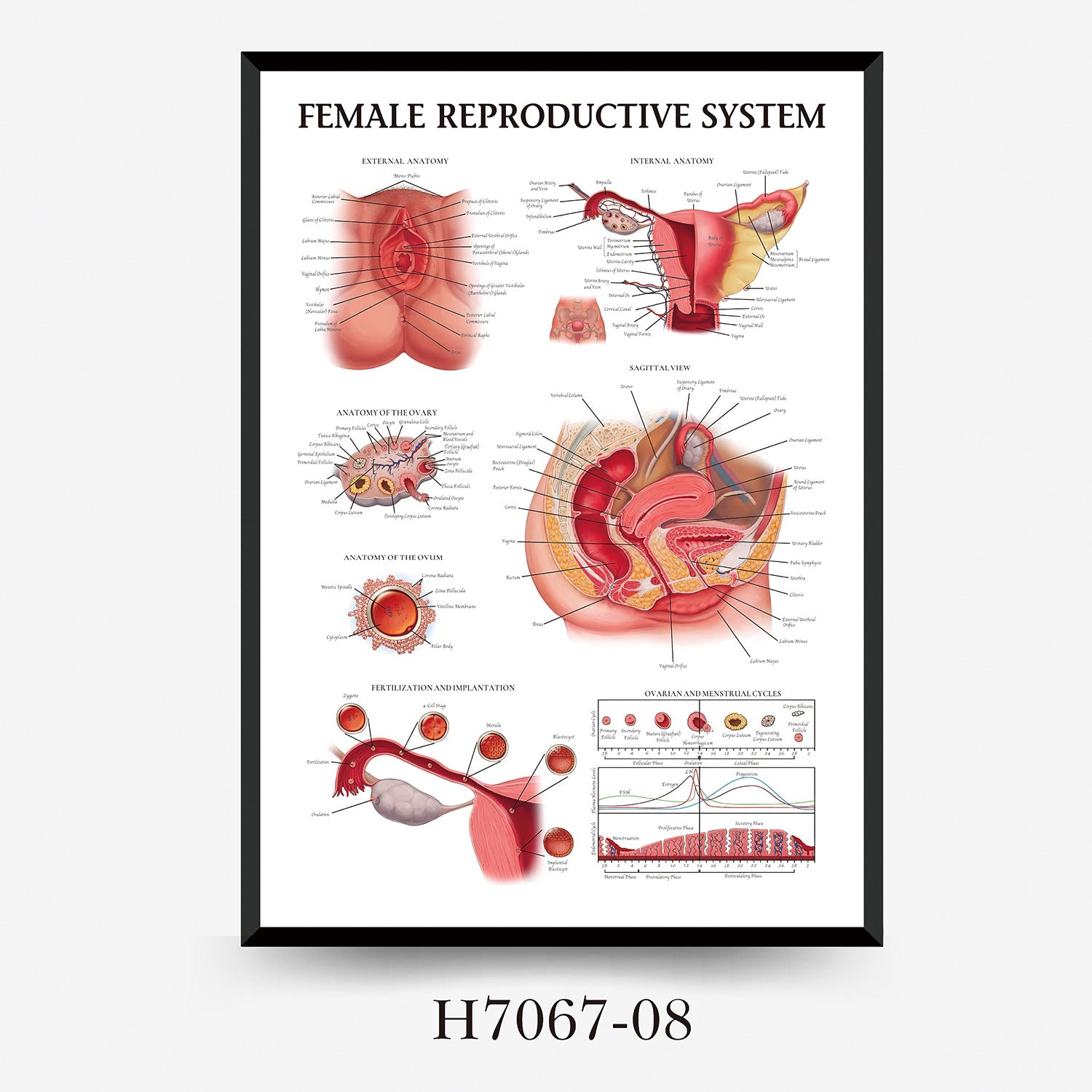 Human Anatomy Muscles Wall Chart
