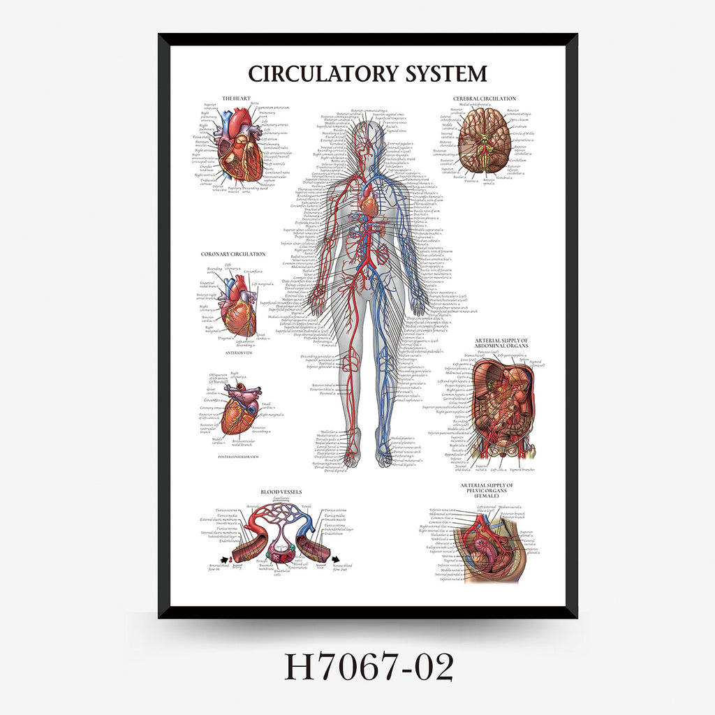 Human Anatomy Muscles Wall Chart