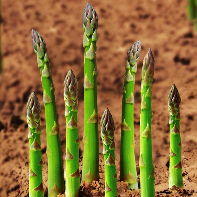 Green Asparagus Seeds | May National Asparagus Month | Four Seasons Home Garden