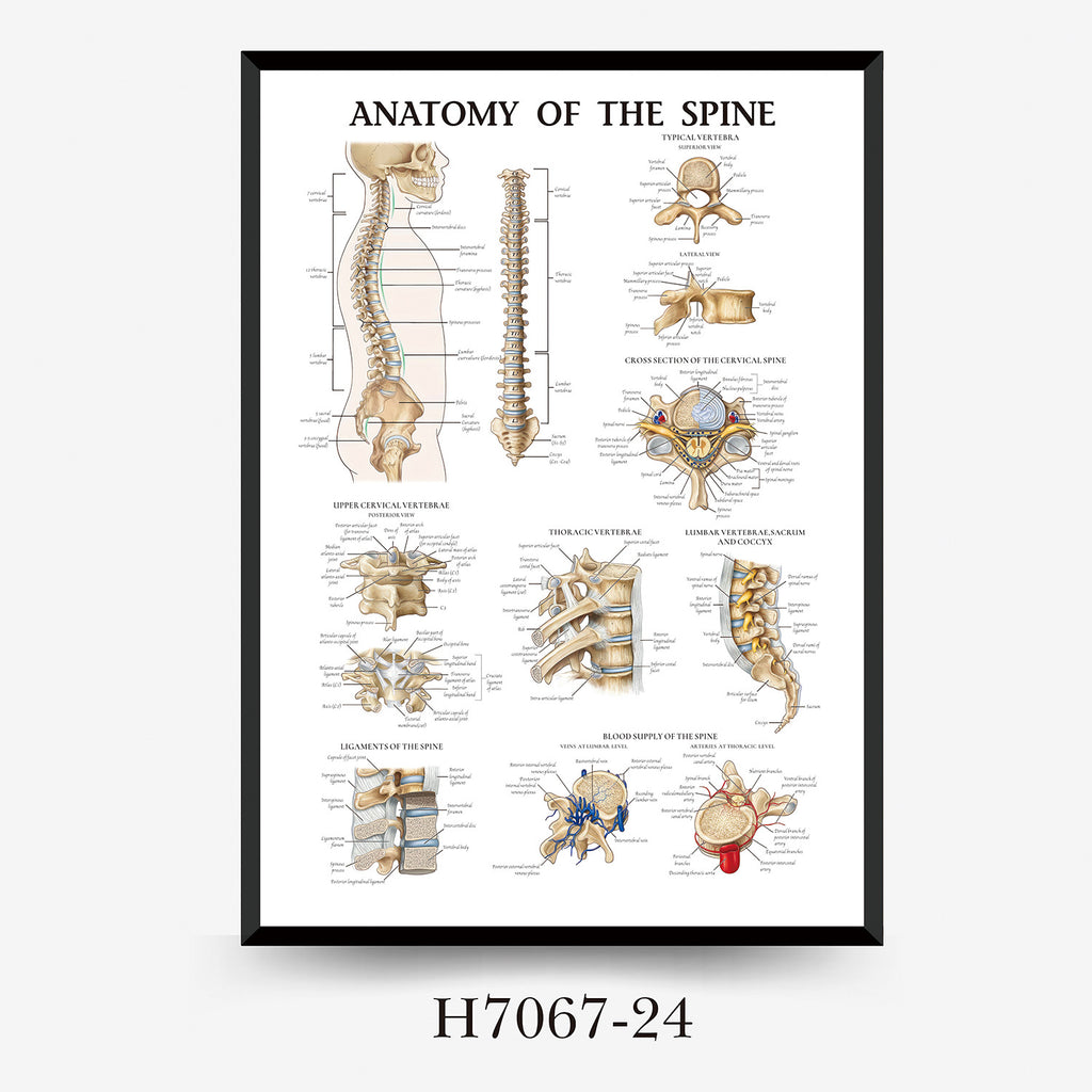 Human Anatomy Muscles Wall Chart
