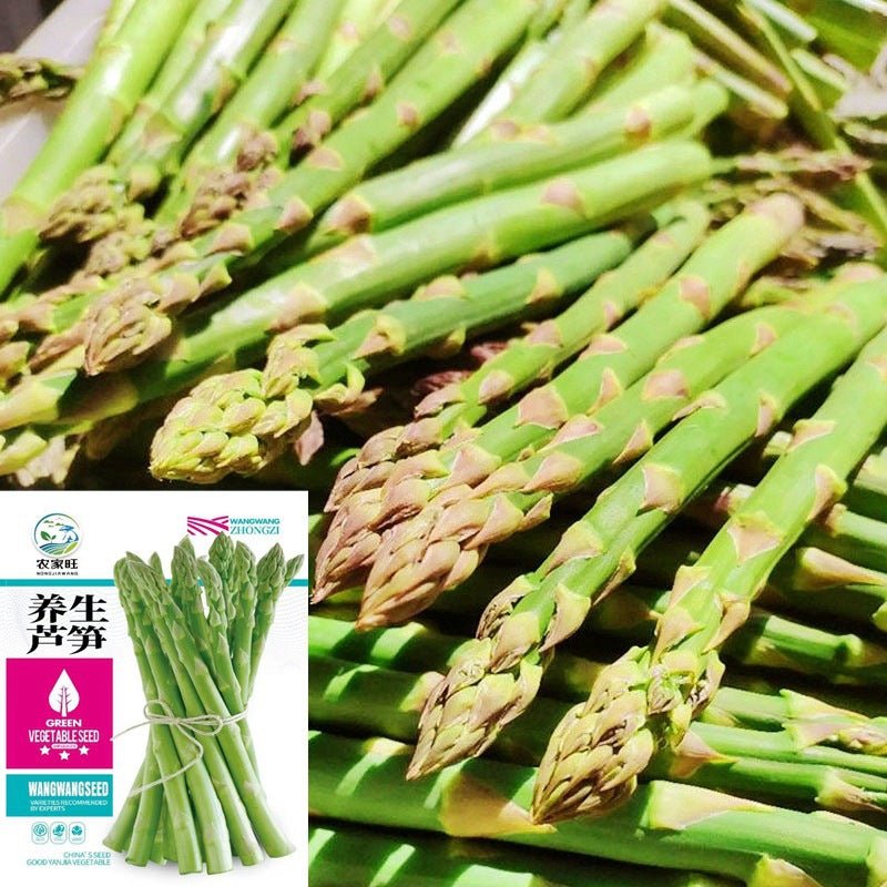 Green Asparagus Seeds | May National Asparagus Month | Four Seasons Home Garden - Maximus Grace