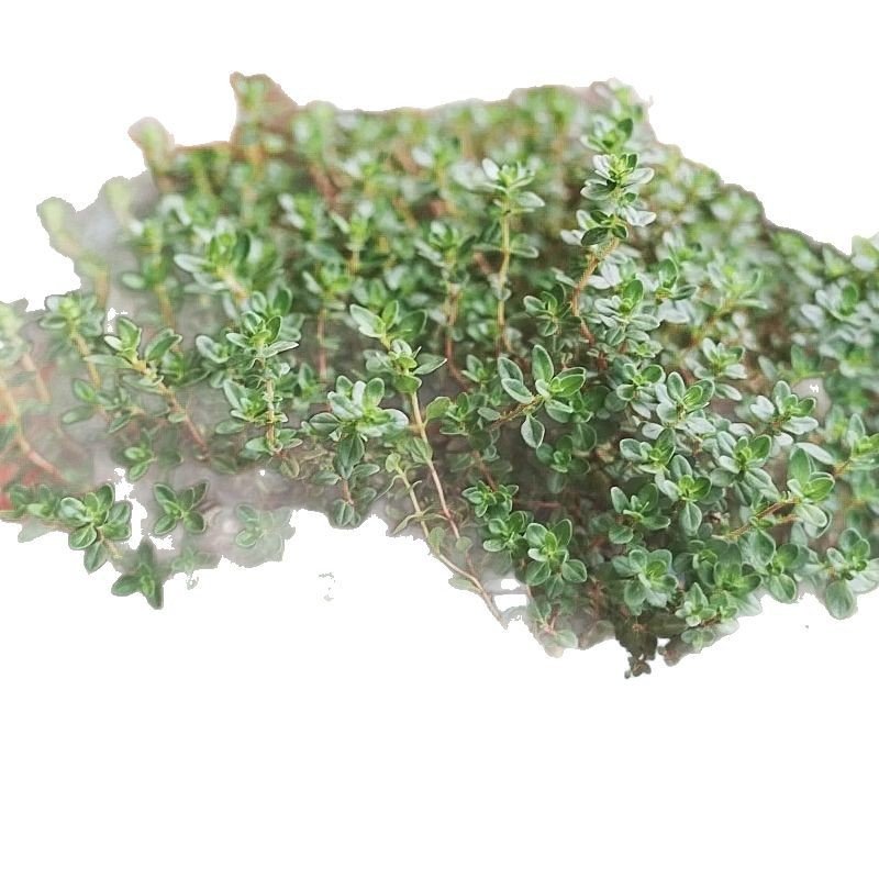 Thyme Seeds 500 Pack | Edible Herb Garden Seeds | 8 Varieties | May Planting Season - Maximus Grace