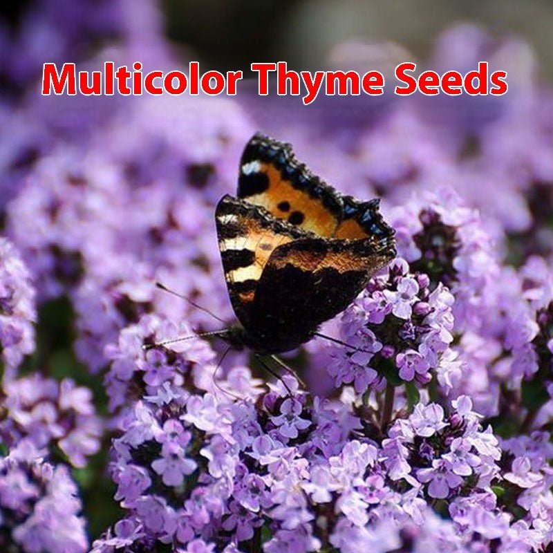 Thyme Seeds 500 Pack | Edible Herb Garden Seeds | 8 Varieties | May Planting Season - Maximus Grace