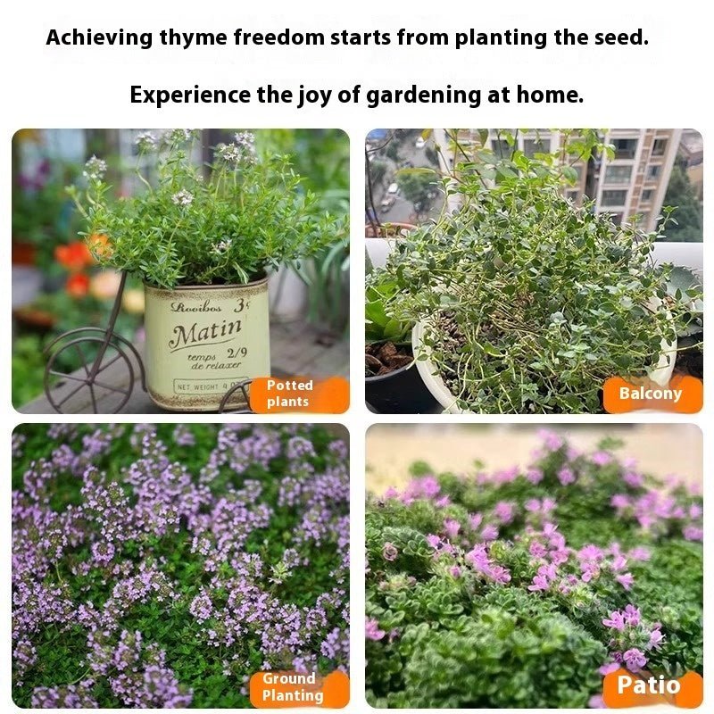 Thyme Seeds 500 Pack | Edible Herb Garden Seeds | 8 Varieties | May Planting Season - Maximus Grace