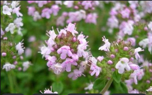 Thyme Seeds 500 Pack | Edible Herb Garden Seeds | 8 Varieties | May Planting Season - Maximus Grace