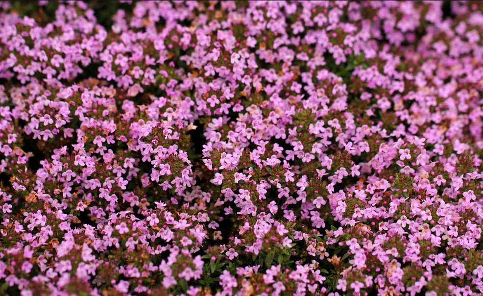Thyme Seeds 500 Pack | Edible Herb Garden Seeds | 8 Varieties | May Planting Season - Maximus Grace