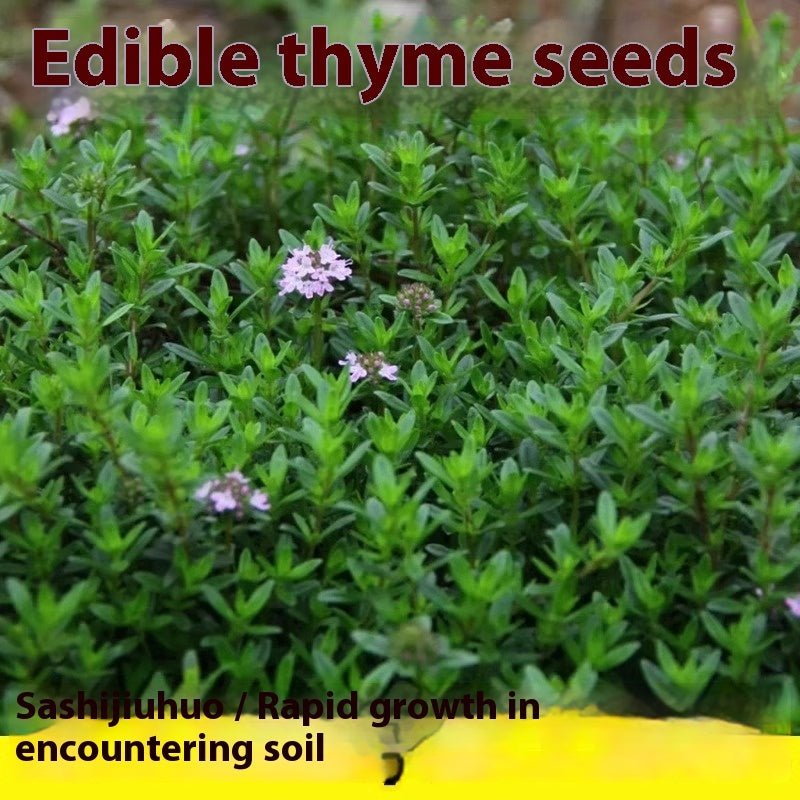 Thyme Seeds 500 Pack | Edible Herb Garden Seeds | 8 Varieties | May Planting Season - Maximus Grace