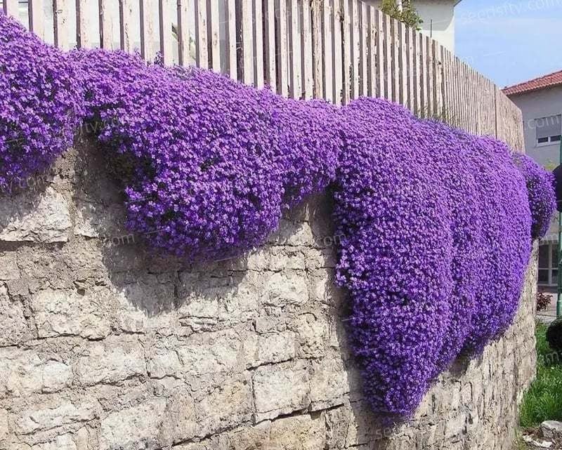 Thyme Seeds 500 Pack | Edible Herb Garden Seeds | 8 Varieties | May Planting Season - Maximus Grace